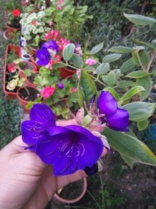 Tibouchina