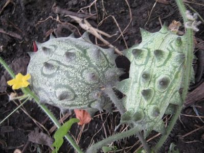 kiwano