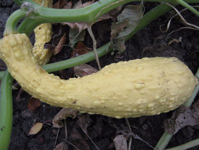 dovlecel zuchinni italian