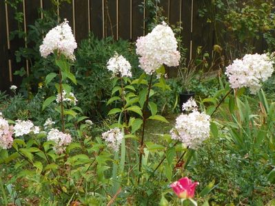 hydrangea pan. Vanille Fraise