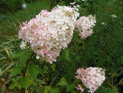 hydrangea pan. Vanille Fraise