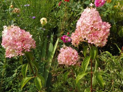 hydrangea pan. Vanille Fraise