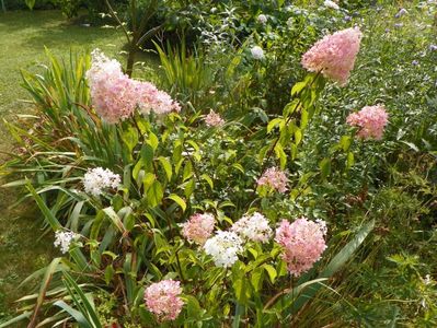 hydrangea pan. Vanille Fraise