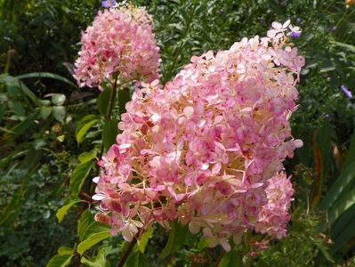 hydrangea pan. Vanille Fraise