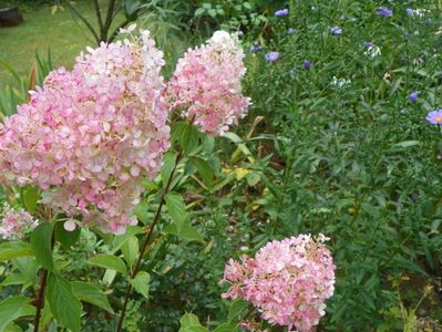 hydrangea pan. Vanille Fraise