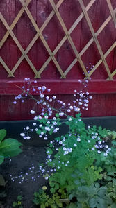 Thalictrum delavayi