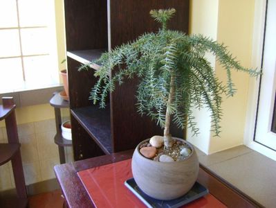 Araucaria cunninghamii v. glauca