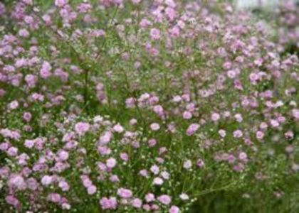 Gypsophila Flamingo (roz)