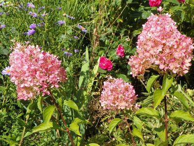 hydrangea pan. Vanille Fraise