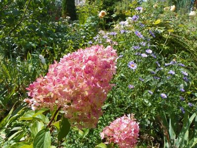 hydrangea pan. Vanille Fraise