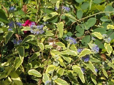 caryopteris cland. Worcester Gold