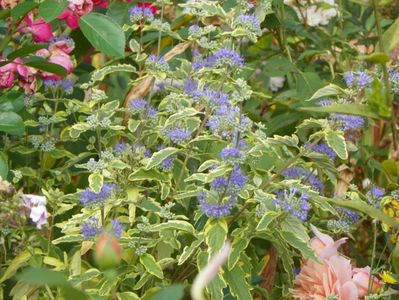 caryopteris cland. Worcester Gold