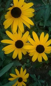 Rudbekia early bird gold 10lei perena