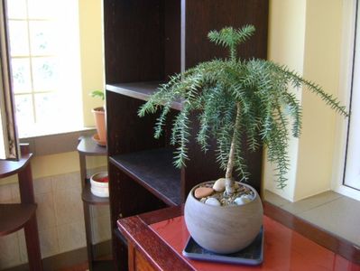 Araucaria cunninghamii v. glauca