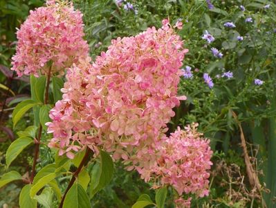 hydrangea pan. Vanille Fraise