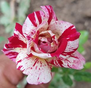 Julio Iglesias. Floribunda; Bred by Meilland International. Strong, citrus fragrance. Blooms in flushes throughout the season. Height (80 to 170 cm).  Width (up to 135 cm).
