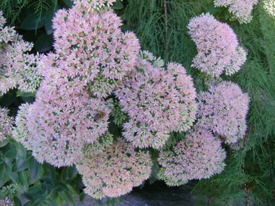 Sedum spectabile