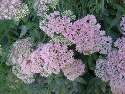 Sedum spectabile