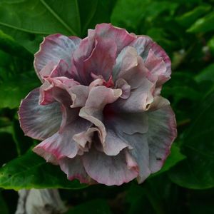 Taiwan French Lavender