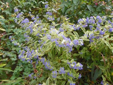 caryopteris cland. Worcester Gold