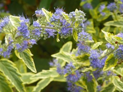 caryopteris cland. Worcester Gold