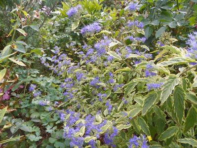 caryopteris cland. Worcester Gold