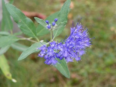 caryopteris cland. Heavenly Blue