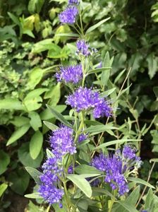 Caryopteris