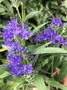 Caryopteris