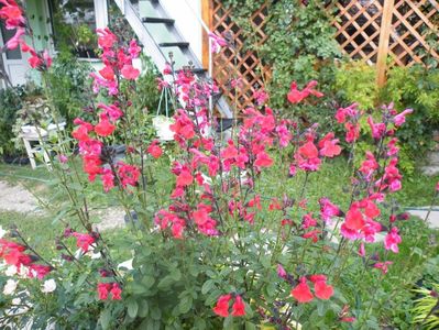 salvia microphilla