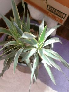 yucca de gradina,frunza variegata.