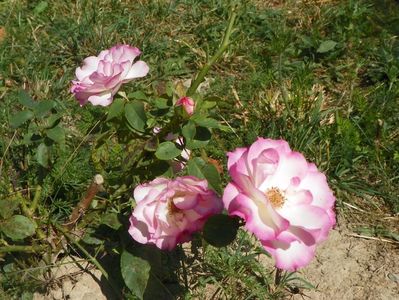 Bordure Rose