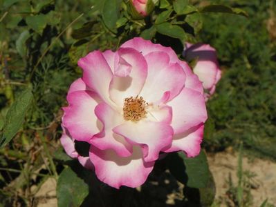 Bordure Rose