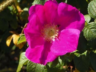 Rosa rugosa