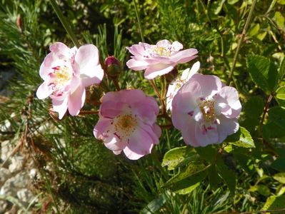 Perennial Blush