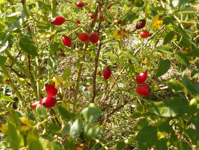 rosa canina