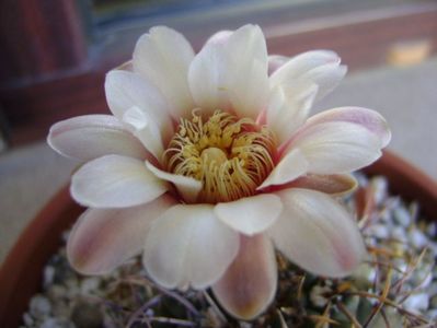 Gymnocalycium ochoterenae v. cinereum