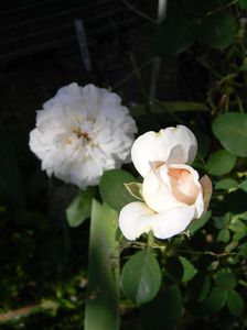 Lady gardener