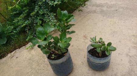 Plante de interior 10 ron/ buc; Kalanchoe, Crassula ovata
