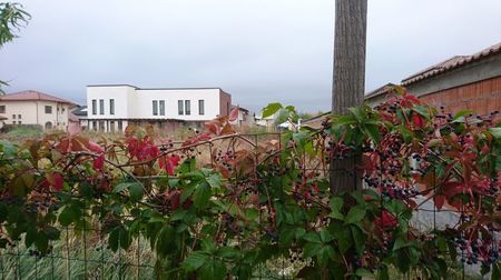 Vita de Canada; Partenocissus quinquefolia, se colorează toamna în rosu, contrastant cu ciorchinii indigo
