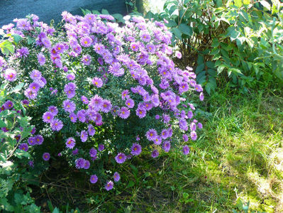 Aster Purple Dome