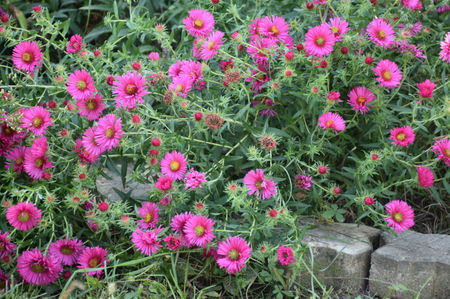 Aster Royal Ruby