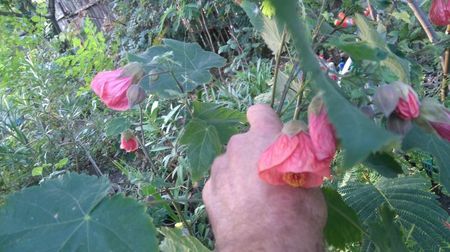 abutilon rosu