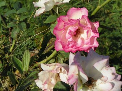 Bordure Rose