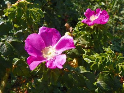 rugosa Rubra