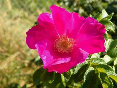 rugosa Rubra