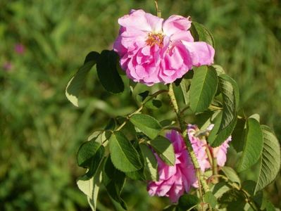 Compte de Chambord