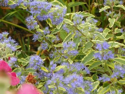 caryopteris cland. Worcester Gold