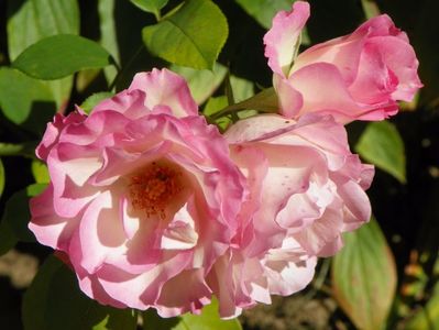 Bordure Rose