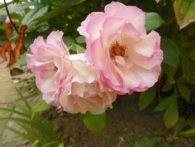 Bordure Rose